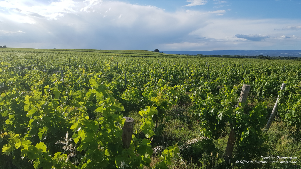 VIGNOBLE OENOTOURISME © OFFICE DE TOURISME GRAND CARCASSONNE