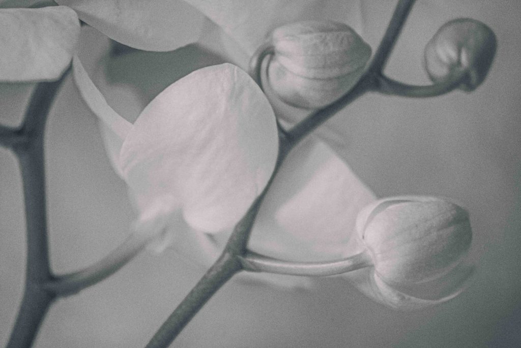 Éclats de fleurs, Échos du passé CHR2440 Modifier 2 Modifier CHR2440 Modifier 2 Modifier